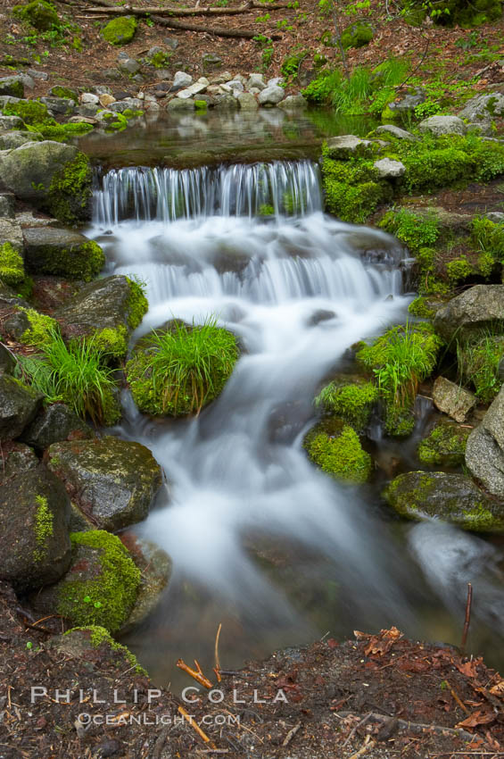 Fern Springs, a small natural spring in Yosemite Valley near the Pohono Bridge, trickles quietly over rocks as it flows into the Merced River. Yosemite National Park, California, USA, natural history stock photograph, photo id 12652