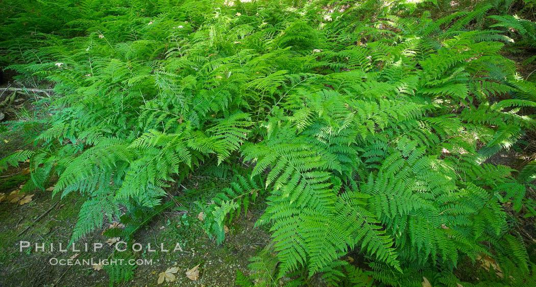 Ferns cover the forest floor of Cathedral Grove. MacMillan Provincial Park, Vancouver Island, British Columbia, Canada, natural history stock photograph, photo id 21030