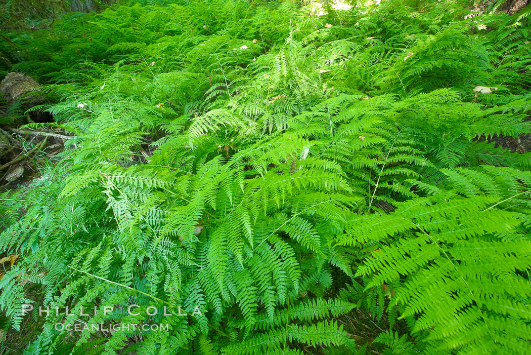 Ferns cover the forest floor of Cathedral Grove. MacMillan Provincial Park, Vancouver Island, British Columbia, Canada, natural history stock photograph, photo id 21031
