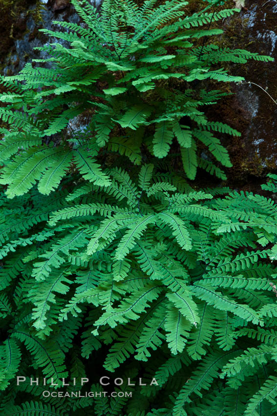 Ferns grow on rock wall. Oregon Caves National Monument, USA, natural history stock photograph, photo id 25857