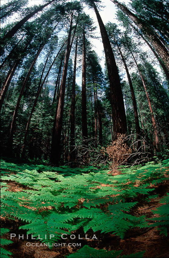 Pines and ferns. Yosemite National Park, California, USA, natural history stock photograph, photo id 02336