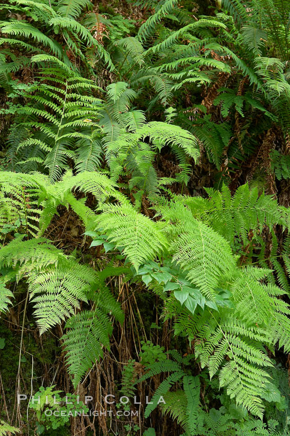 Ferns grow in the lush temperate rainforest of the Columbia River Gorge. Columbia River Gorge National Scenic Area, Oregon, USA, natural history stock photograph, photo id 19363