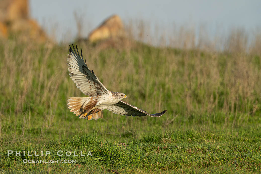 Ferruginous Hawk, Buteo regalis., Buteo regalis, natural history stock photograph, photo id 41558