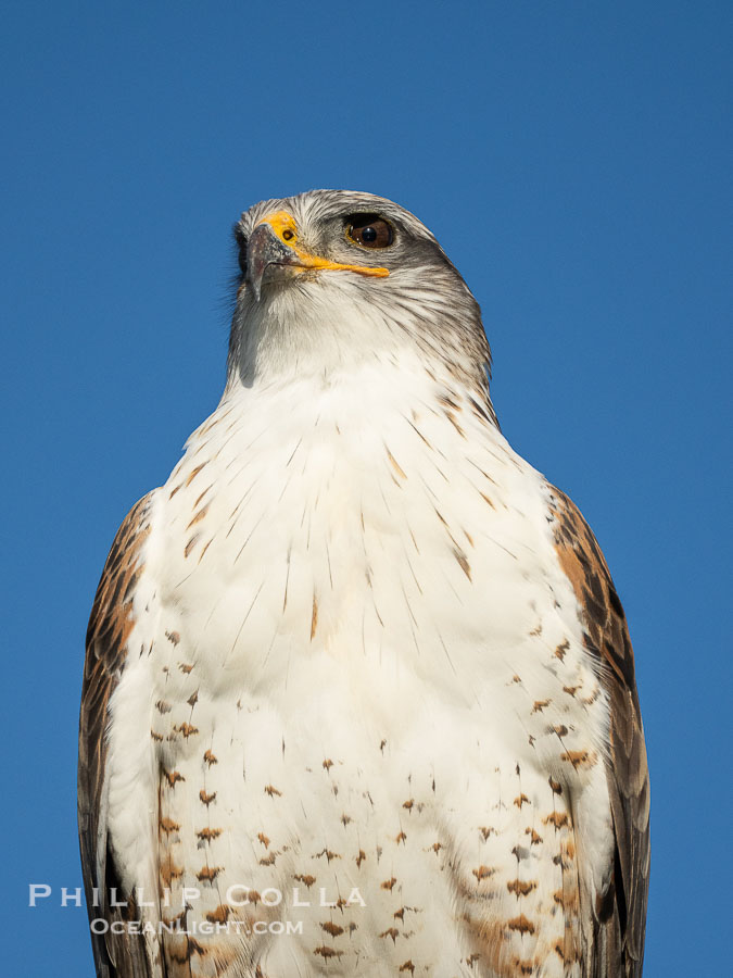 Ferruginous Hawk, Buteo regalis., Buteo regalis, natural history stock photograph, photo id 41556