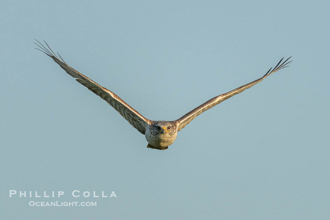 Ferruginous Hawk, Buteo regalis., Buteo regalis, natural history stock photograph, photo id 41559