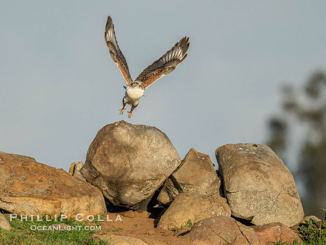 Ferruginous Hawk, Buteo regalis., Buteo regalis, natural history stock photograph, photo id 41557