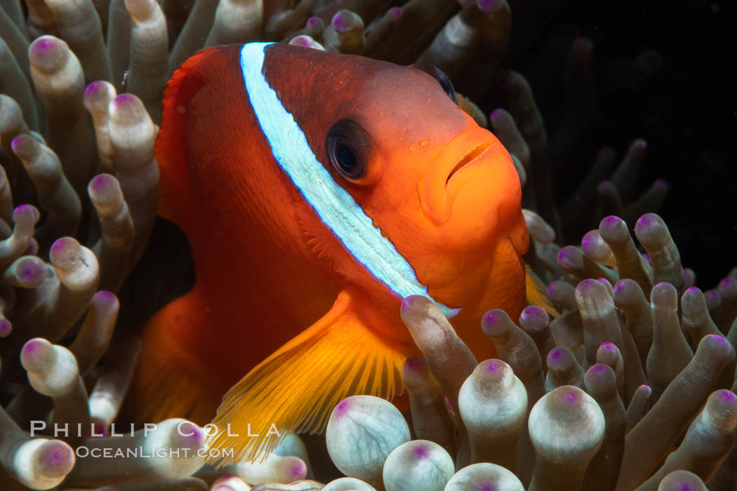 Fiji Barberi Clownfish, Amphiprion barberi, hiding among anemone tentacles, Fiji. Namena Marine Reserve, Namena Island, Amphiprion barberi, natural history stock photograph, photo id 34898