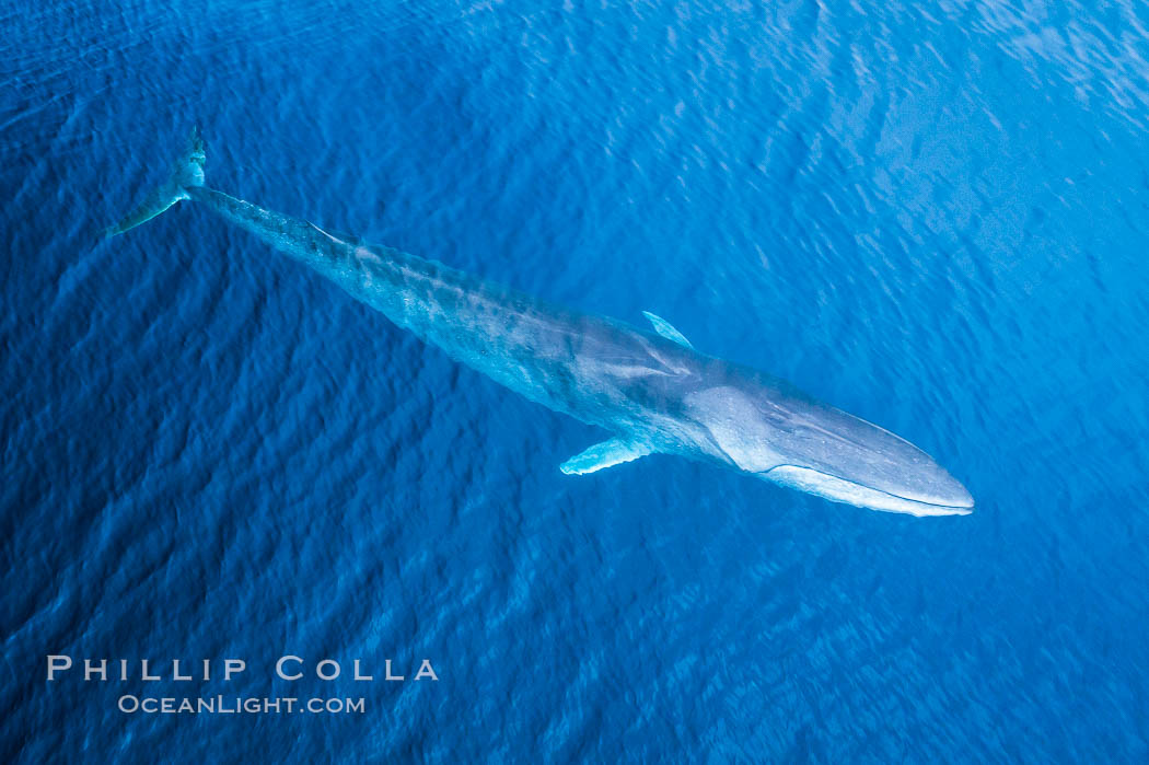 Fin whale showing distinctive white right jaw, aerial photo., natural history stock photograph, photo id 38078