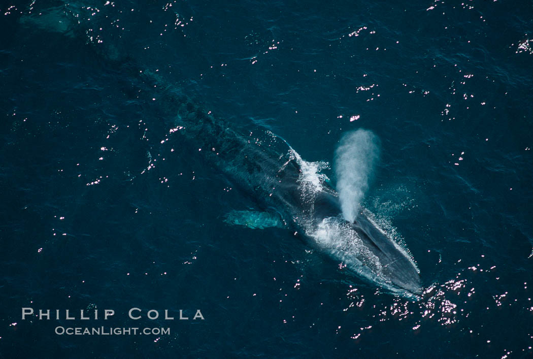 Fin whale., Balaenoptera physalus, natural history stock photograph, photo id 02317