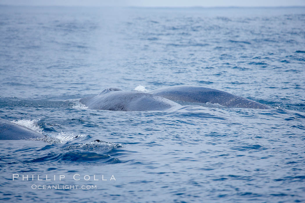 Three fin whales swim at the surface between dives.  Coronado Islands, Mexico (northern Baja California, near San Diego). Coronado Islands (Islas Coronado), Balaenoptera physalus, natural history stock photograph, photo id 12778