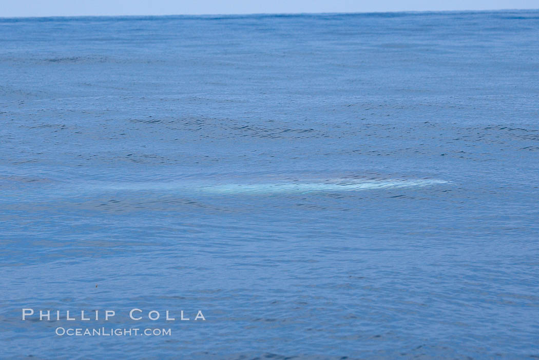 Fin whale dorsal fin.  The fin whale is named for its tall, falcate dorsal fin.  Mariners often refer to them as finback whales.  Coronado Islands, Mexico (northern Baja California, near San Diego). Coronado Islands (Islas Coronado), Balaenoptera physalus, natural history stock photograph, photo id 12775