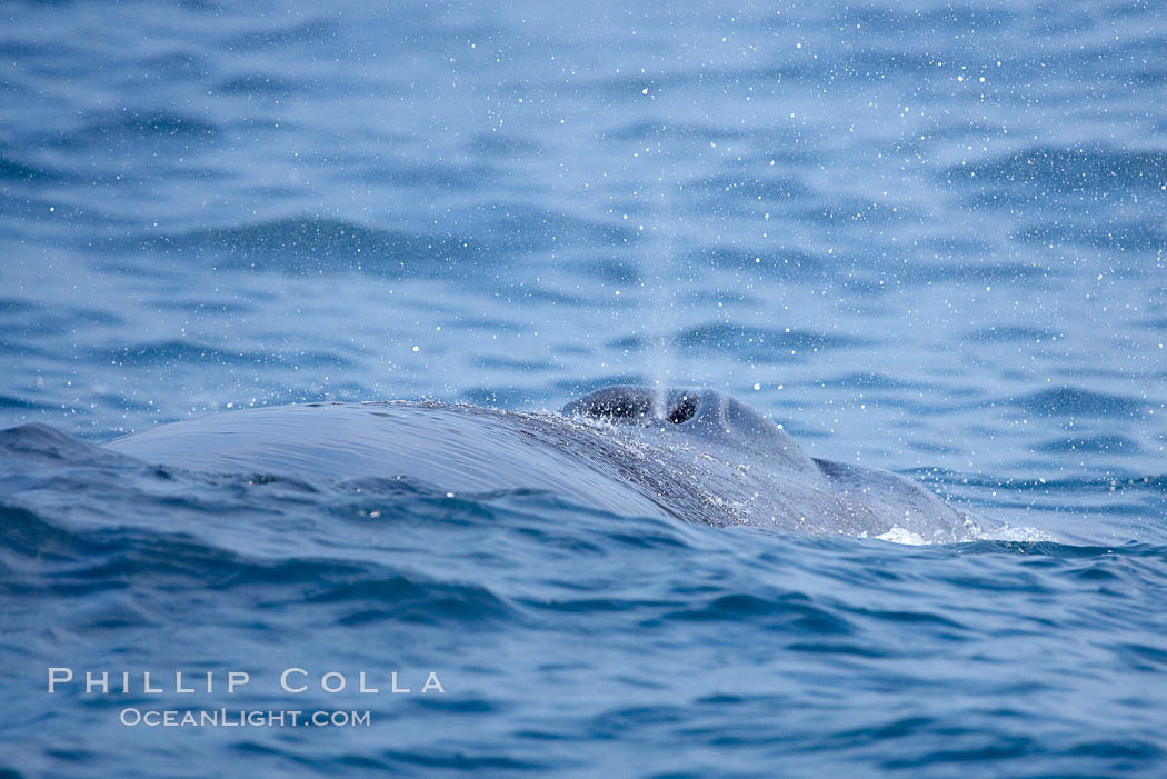Fin whale.  Coronado Islands, Mexico (northern Baja California, near San Diego). Coronado Islands (Islas Coronado), Balaenoptera physalus, natural history stock photograph, photo id 12787