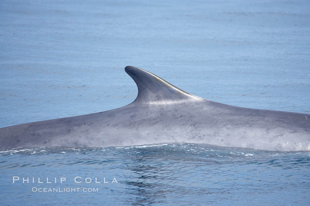 Fin whale dorsal fin.  The fin whale is named for its tall, falcate dorsal fin.  Mariners often refer to them as finback whales.  Coronado Islands, Mexico (northern Baja California, near San Diego). Coronado Islands (Islas Coronado), Balaenoptera physalus, natural history stock photograph, photo id 12769