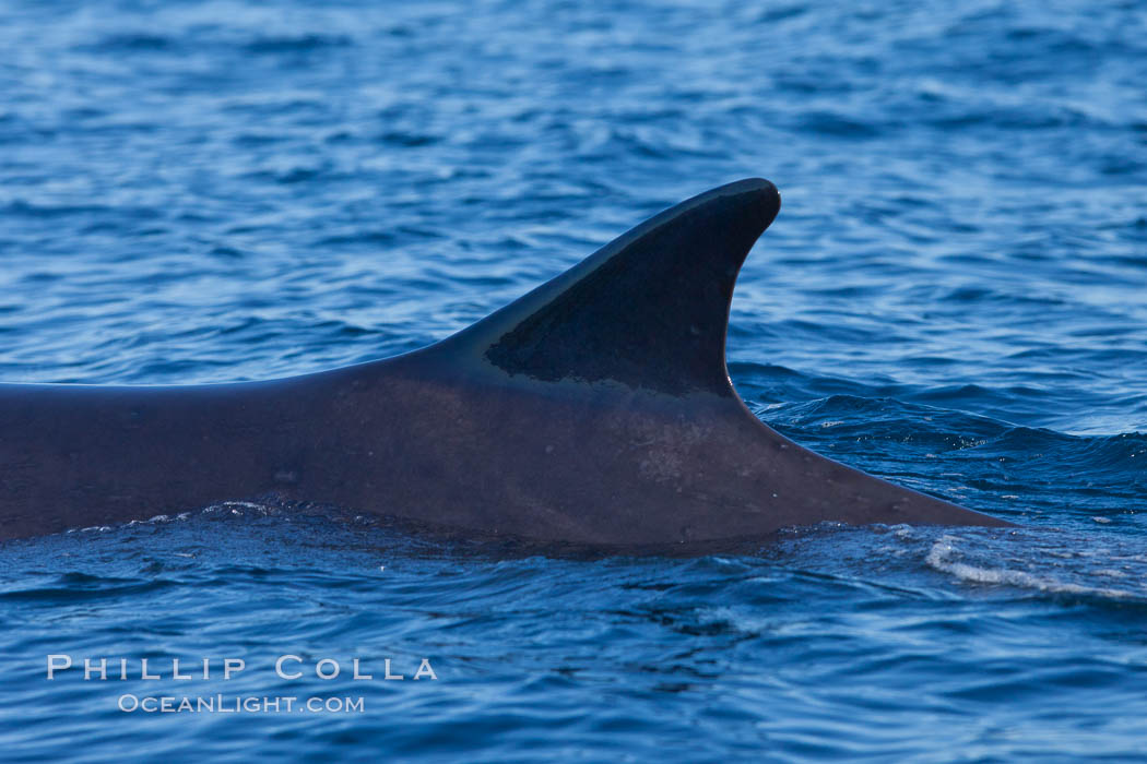 Fin whale dorsal fin. The fin whale is the second longest and sixth most massive animal ever, reaching lengths of 88 feet. La Jolla, California, USA, Balaenoptera physalus, natural history stock photograph, photo id 27110