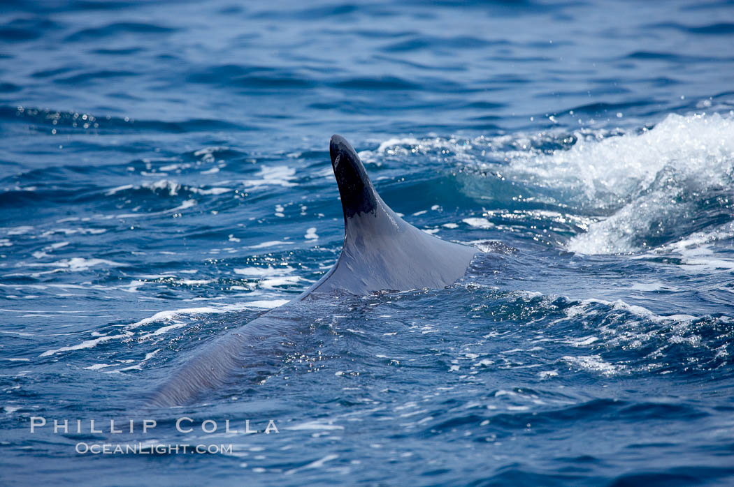 Fin whale dorsal fin.  The fin whale is named for its tall, falcate dorsal fin.  Mariners often refer to them as finback whales.  Coronado Islands, Mexico (northern Baja California, near San Diego). Coronado Islands (Islas Coronado), Balaenoptera physalus, natural history stock photograph, photo id 12774