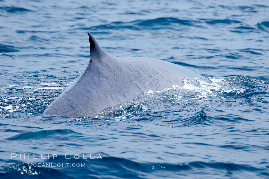 Fin whale dorsal fin.  The fin whale is named for its tall, falcate dorsal fin.  Mariners often refer to them as finback whales.  Coronado Islands, Mexico (northern Baja California, near San Diego). Coronado Islands (Islas Coronado), Balaenoptera physalus, natural history stock photograph, photo id 12786