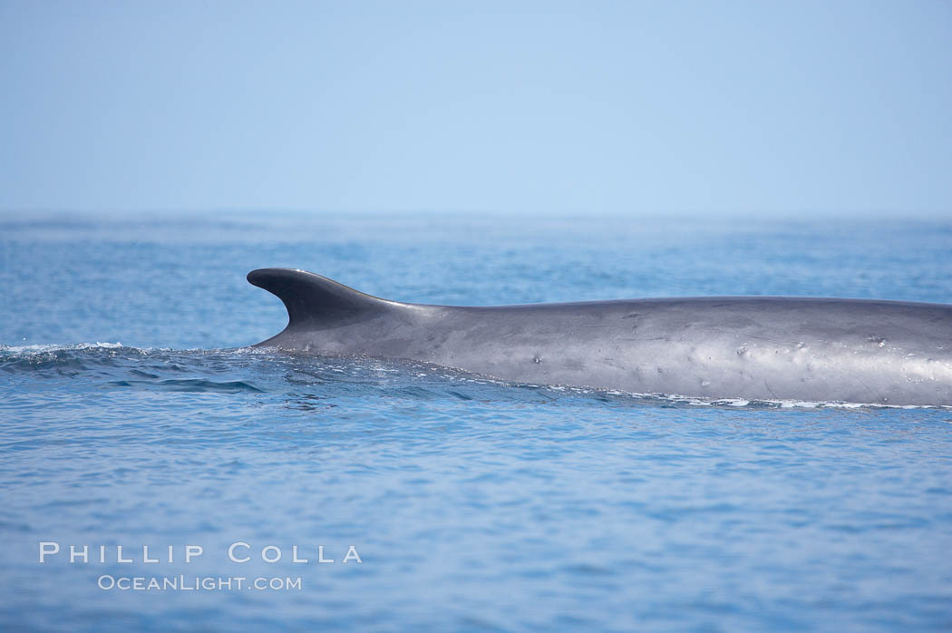 Fin whale dorsal fin.  The fin whale is named for its tall, falcate dorsal fin.  Mariners often refer to them as finback whales.  Coronado Islands, Mexico (northern Baja California, near San Diego). Coronado Islands (Islas Coronado), Balaenoptera physalus, natural history stock photograph, photo id 12783