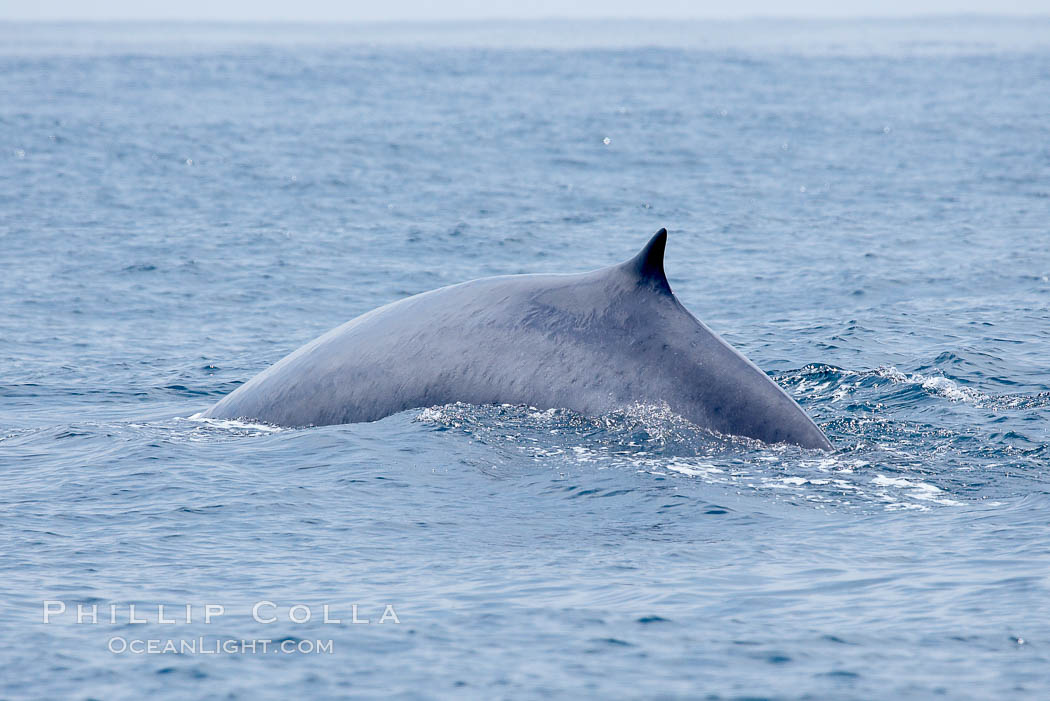 Fin whale.  The distinctive white coloration on the right lower jaw of all fin whales is seen just below the surface.  Coronado Islands, Mexico (northern Baja California, near San Diego). Coronado Islands (Islas Coronado), Balaenoptera physalus, natural history stock photograph, photo id 12777