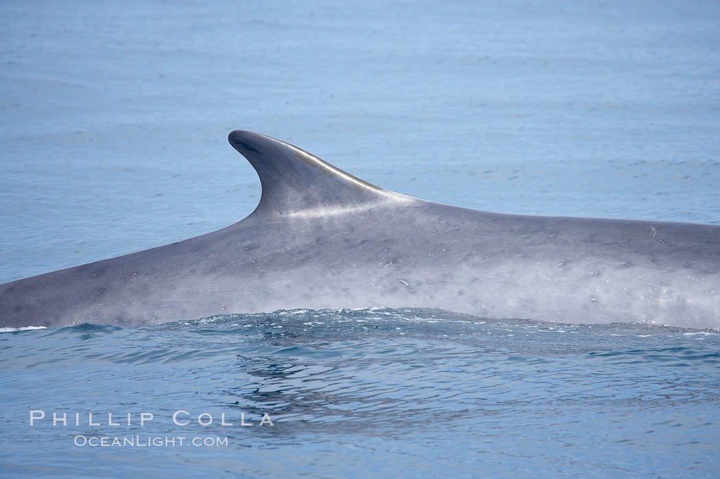 Fin whale dorsal fin.  The fin whale is named for its tall, falcate dorsal fin.  Mariners often refer to them as finback whales.  Coronado Islands, Mexico (northern Baja California, near San Diego). Coronado Islands (Islas Coronado), Balaenoptera physalus, natural history stock photograph, photo id 12789