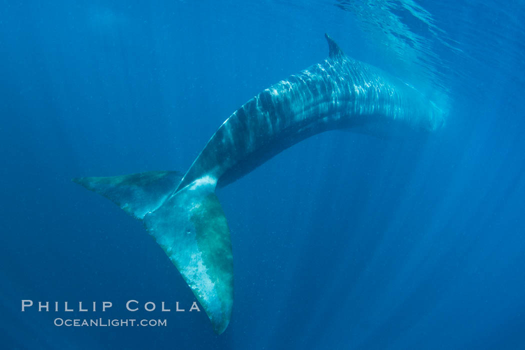 Fin whale underwater.  The fin whale is the second longest and sixth most massive animal ever, reaching lengths of 88 feet. La Jolla, California, USA, Balaenoptera physalus, natural history stock photograph, photo id 27114