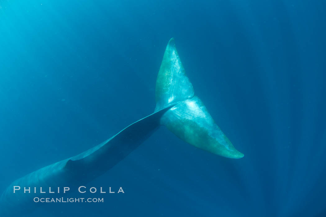 Fin whale underwater.  The fin whale is the second longest and sixth most massive animal ever, reaching lengths of 88 feet. La Jolla, California, USA, Balaenoptera physalus, natural history stock photograph, photo id 27112