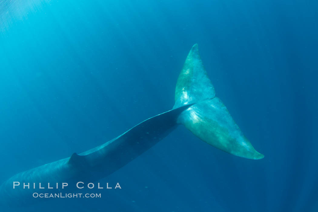 Fin whale underwater.  The fin whale is the second longest and sixth most massive animal ever, reaching lengths of 88 feet. La Jolla, California, USA, Balaenoptera physalus, natural history stock photograph, photo id 27111