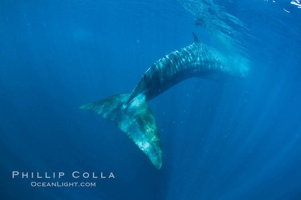 Fin whale underwater.  The fin whale is the second longest and sixth most massive animal ever, reaching lengths of 88 feet. La Jolla, California, USA, Balaenoptera physalus, natural history stock photograph, photo id 27115