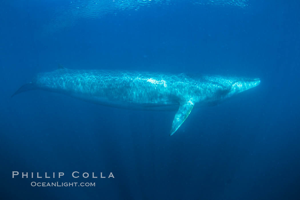 Fin whale underwater. The fin whale is the second longest and sixth most massive animal ever, reaching lengths of 88 feet., Balaenoptera physalus, natural history stock photograph, photo id 27595