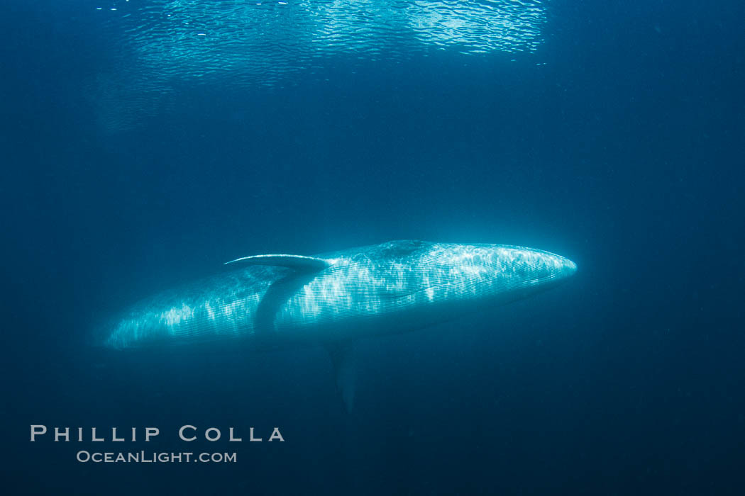 Fin whale underwater. The fin whale is the second longest and sixth most massive animal ever, reaching lengths of 88 feet., Balaenoptera physalus, natural history stock photograph, photo id 27619
