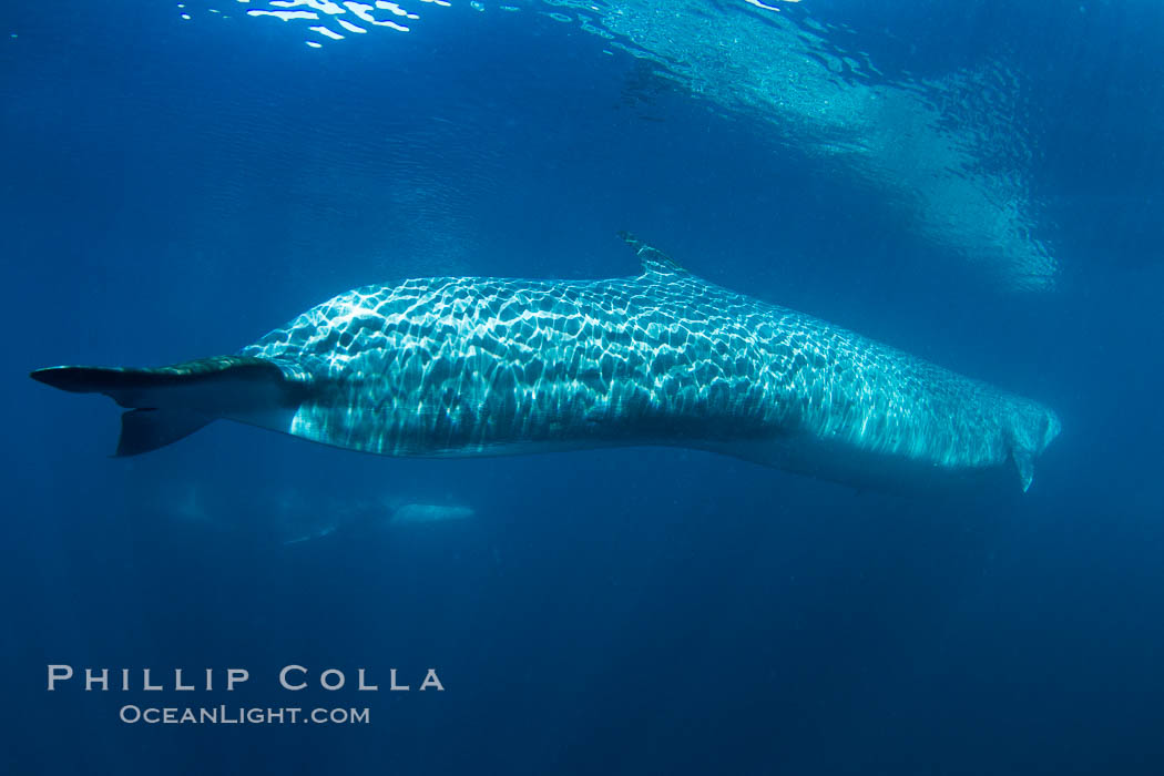 Fin whale underwater. The fin whale is the second longest and sixth most massive animal ever, reaching lengths of 88 feet, Balaenoptera physalus