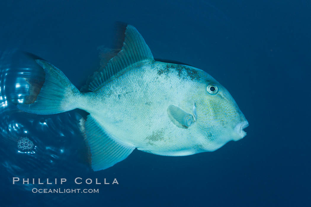 Finescale triggerfish underwater, Sea of Cortez, Baja California, Mexico., Balistes polylepis, natural history stock photograph, photo id 27486