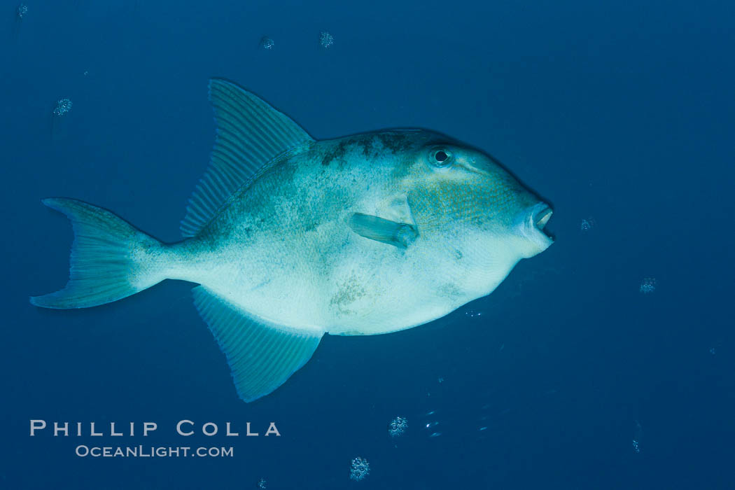 Finescale triggerfish underwater, Sea of Cortez, Baja California, Mexico., Balistes polylepis, natural history stock photograph, photo id 27487