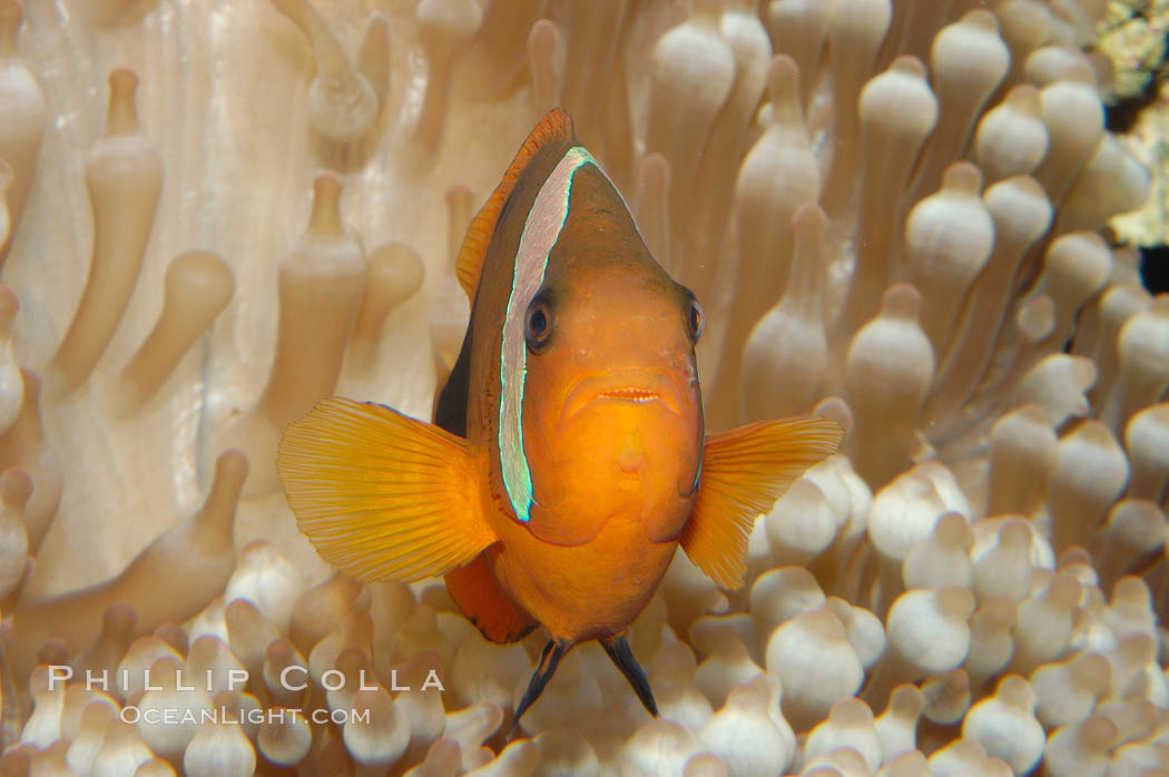 Fire clownfish., Amphiprion melanopus, natural history stock photograph, photo id 08827