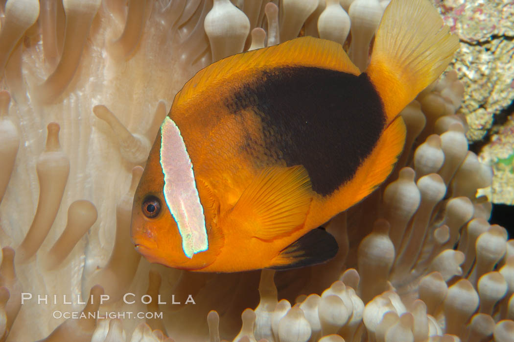 Fire clownfish., Amphiprion melanopus, natural history stock photograph, photo id 08826