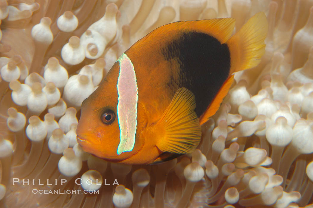 Fire clownfish., Amphiprion melanopus, natural history stock photograph, photo id 08829