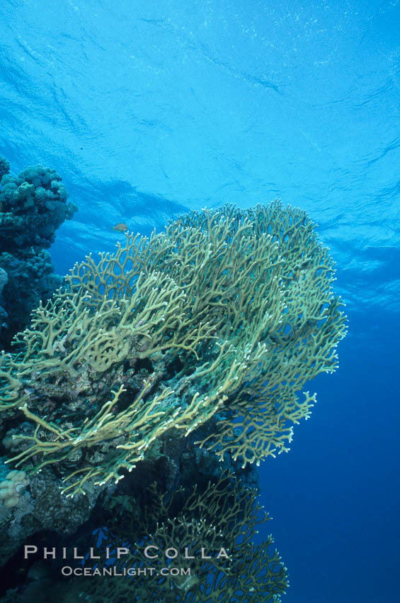 Fire corals on coral reef, Egyptian Red Sea, #05554