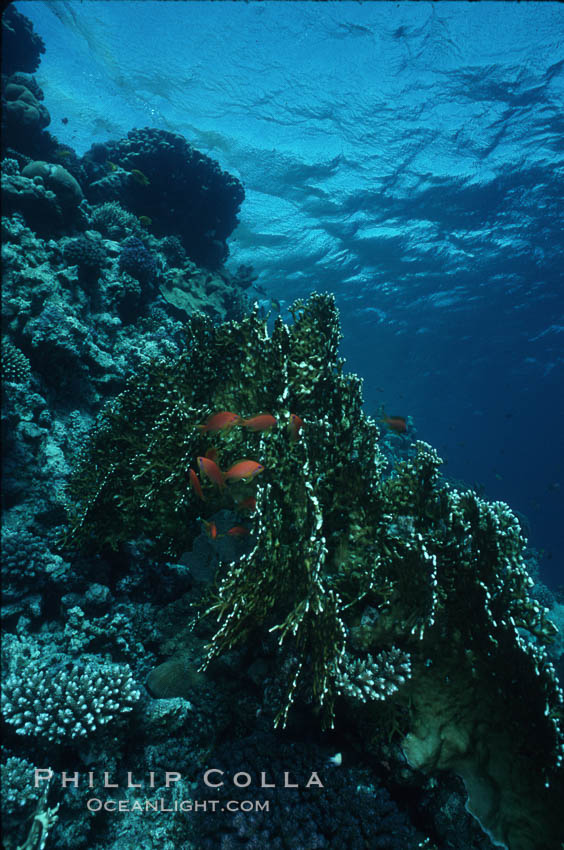 Fire corals on coral reef, Northern Red Sea. Egyptian Red Sea, natural history stock photograph, photo id 05555