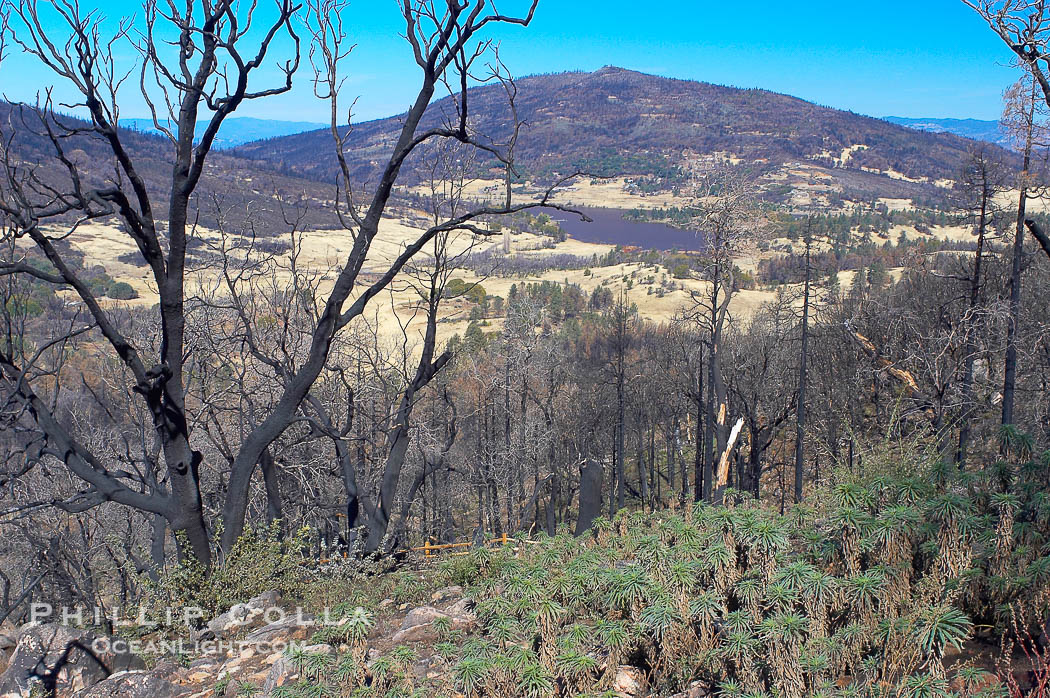 Fire damage on Stonewall Peak.  After the historic Cedar fire of 2003, much of the hills around Julian California were burnt.  One year later, new growth is seen amid the burnt oak trees and chaparral., natural history stock photograph, photo id 12704