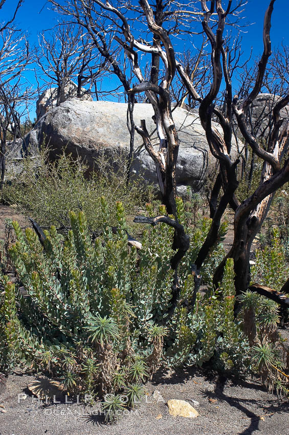 Fire damage on Stonewall Peak.  After the historic Cedar fire of 2003, much of the hills around Julian California were burnt.  One year later, new growth is seen amid the burnt oak trees and chaparral. USA, natural history stock photograph, photo id 12707