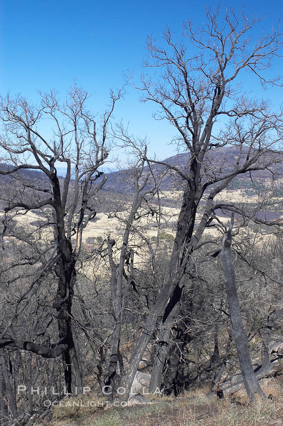 Fire damage on Stonewall Peak.  After the historic Cedar fire of 2003, much of the hills around Julian California were burnt.  One year later, new growth is seen amid the burnt oak trees and chaparral. USA, natural history stock photograph, photo id 12705