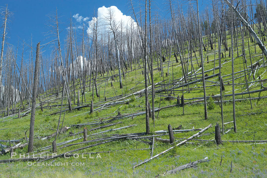 Yellowstones historic 1988 fires destroyed vast expanses of forest. Here scorched, dead stands of lodgepole pine stand testament to these fires, and to the renewal of these forests. Seedling and small lodgepole pines can be seen emerging between the dead trees, growing quickly on the nutrients left behind the fires. Southern Yellowstone National Park. Wyoming, USA, natural history stock photograph, photo id 13636