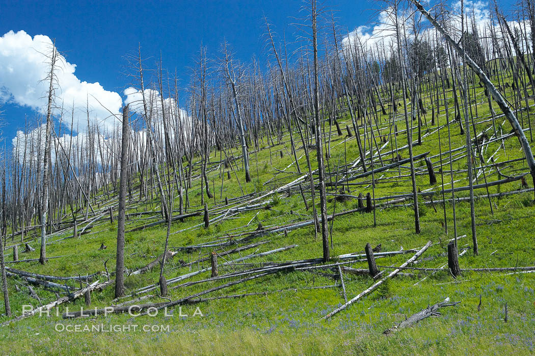 Yellowstones historic 1988 fires destroyed vast expanses of forest. Here scorched, dead stands of lodgepole pine stand testament to these fires, and to the renewal of these forests. Seedling and small lodgepole pines can be seen emerging between the dead trees, growing quickly on the nutrients left behind the fires. Southern Yellowstone National Park. Wyoming, USA, natural history stock photograph, photo id 13640