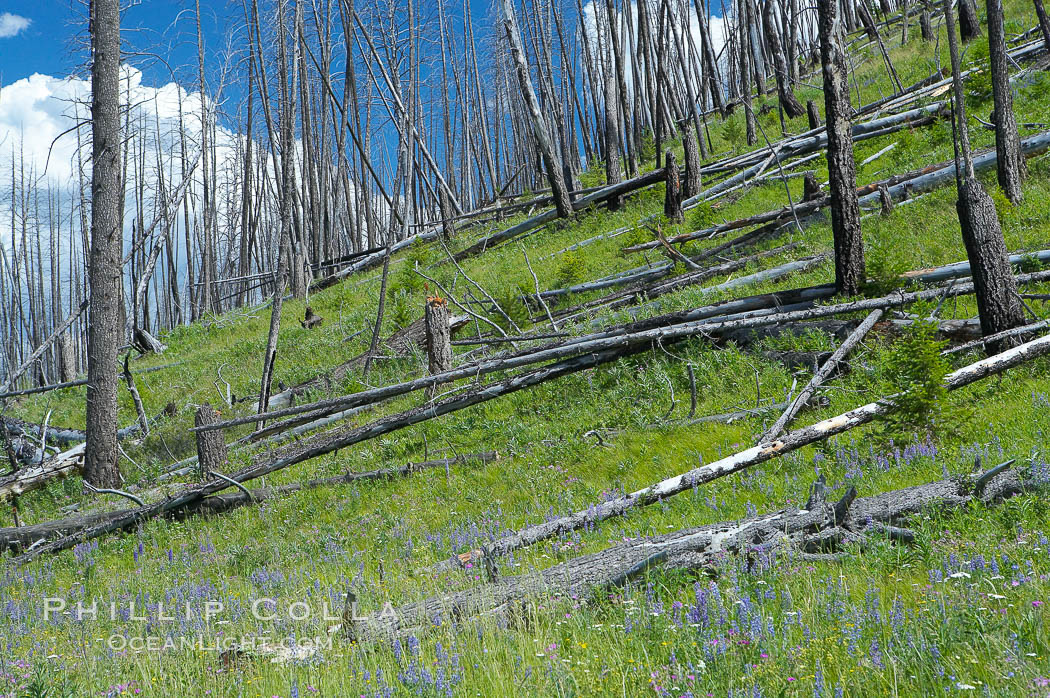 Yellowstones historic 1988 fires destroyed vast expanses of forest. Here scorched, dead stands of lodgepole pine stand testament to these fires, and to the renewal of these forests. Seedling and small lodgepole pines can be seen emerging between the dead trees, growing quickly on the nutrients left behind the fires. Southern Yellowstone National Park. Wyoming, USA, natural history stock photograph, photo id 13639