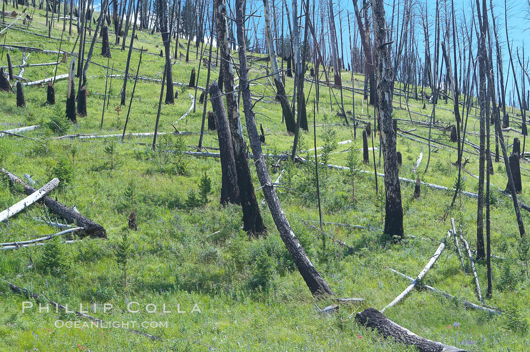 Yellowstones historic 1988 fires destroyed vast expanses of forest. Here scorched, dead stands of lodgepole pine stand testament to these fires, and to the renewal of these forests. Seedling and small lodgepole pines can be seen emerging between the dead trees, growing quickly on the nutrients left behind the fires. Southern Yellowstone National Park. Wyoming, USA, natural history stock photograph, photo id 13637