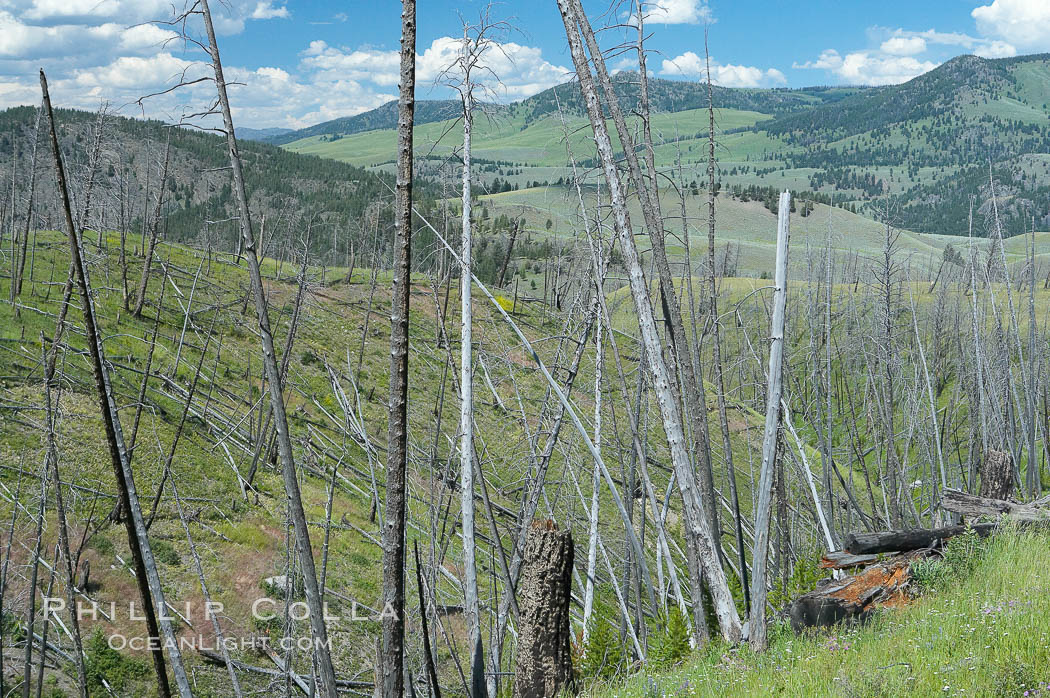 Yellowstones historic 1988 fires destroyed vast expanses of forest. Here scorched, dead stands of lodgepole pine stand testament to these fires, and to the renewal of these forests. Seedling and small lodgepole pines can be seen emerging between the dead trees, growing quickly on the nutrients left behind the fires. Southern Yellowstone National Park. Wyoming, USA, natural history stock photograph, photo id 13641