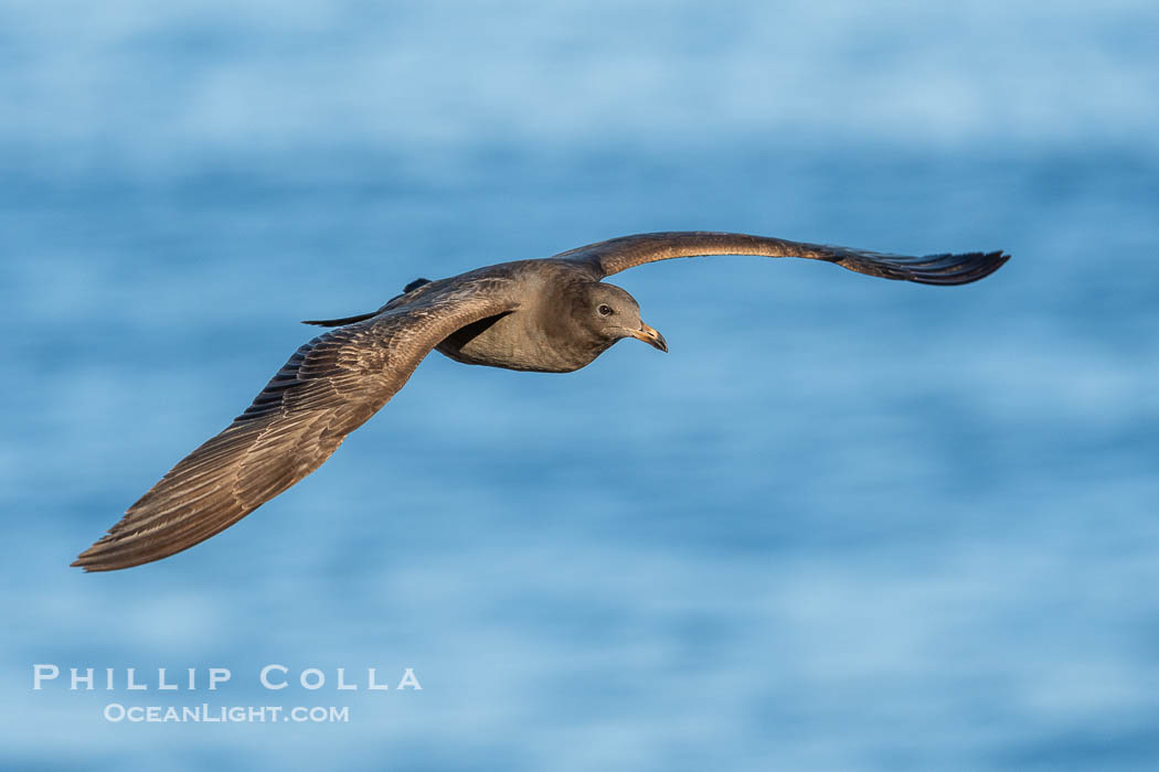 First Winter Juvenile Heermann's Gull in Flight, La Jolla. California, USA, natural history stock photograph, photo id 40090