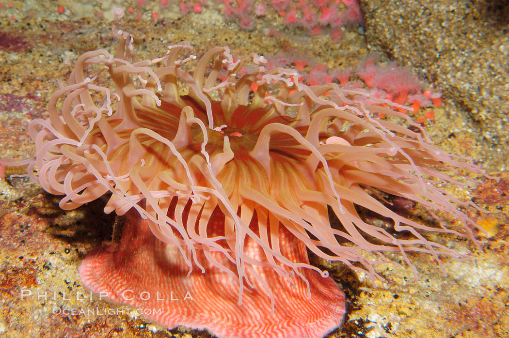 Fish-eating anemone., Urticina, natural history stock photograph, photo id 09042