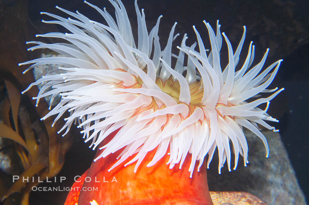 Fish-eating anemone., Urticina piscivora, natural history stock photograph, photo id 14052