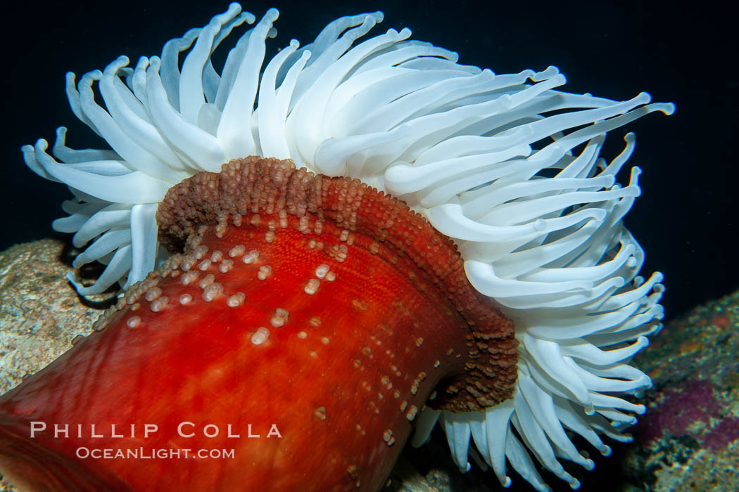 Fish-eating anemone., Urticina piscivora, natural history stock photograph, photo id 21531