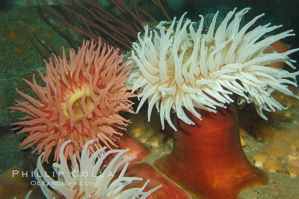 Fish-eating anemone., Urticina piscivora, natural history stock photograph, photo id 08981